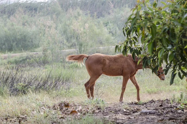 Kůň v přírodě — Stock fotografie