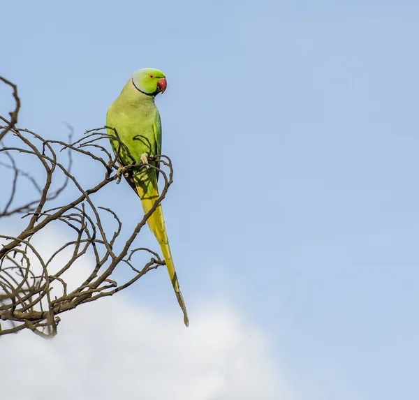 Israëlische parrot — Stockfoto