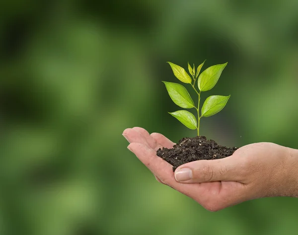 Sapling dans les mains — Photo