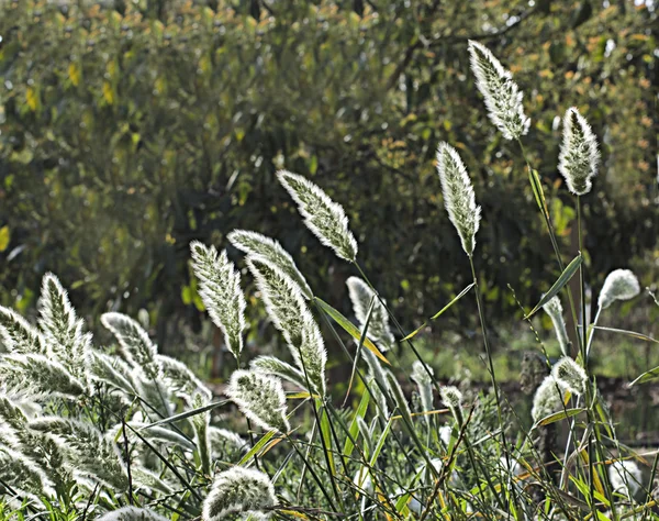 Gramíneas na primavera — Fotografia de Stock