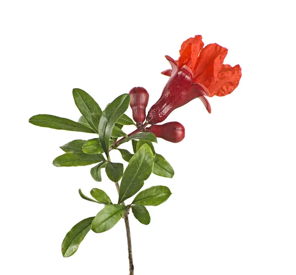 Ramo de romã com flor — Fotografia de Stock