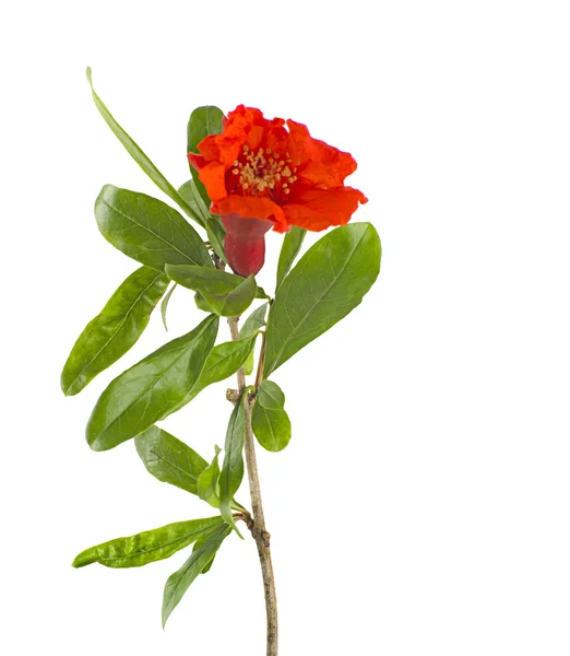 Pomegranate branch with flower — Stock Photo, Image