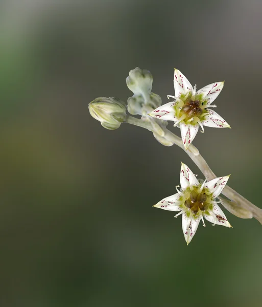 Flowers of Hen and Chicks plant — Stock Photo, Image