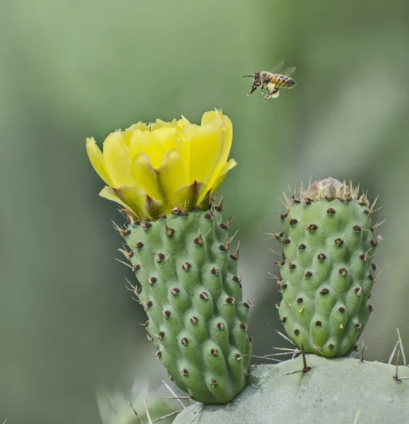 Kaktus blomma — Stockfoto