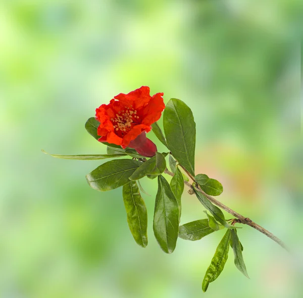 Pomegranate branch with flower — Stock Photo, Image