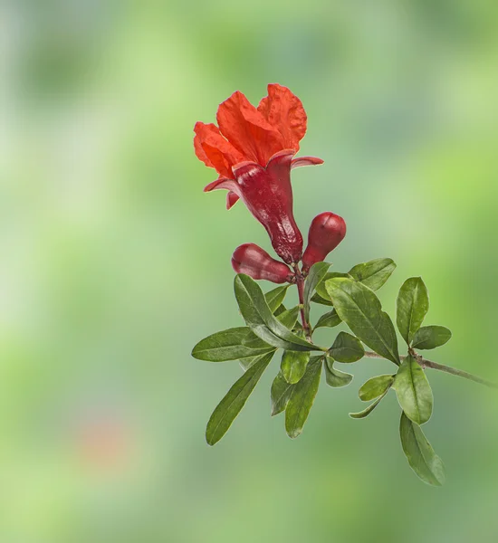 Rama de granada con flor —  Fotos de Stock