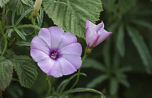 Sluiten van de bloem — Stockfoto