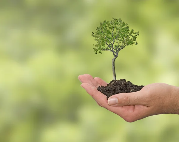 Baum in der Hand — Stockfoto