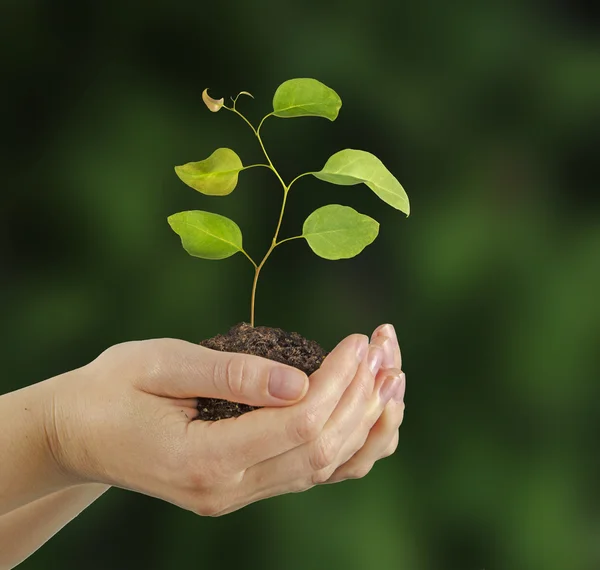 Planta i händer — Stockfoto