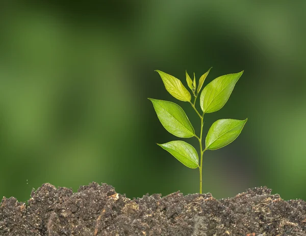 Sapling — Stock Photo, Image