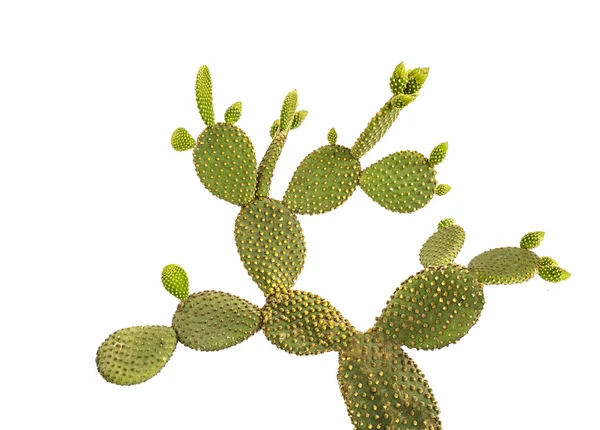 Cactus sobre fondo blanco —  Fotos de Stock