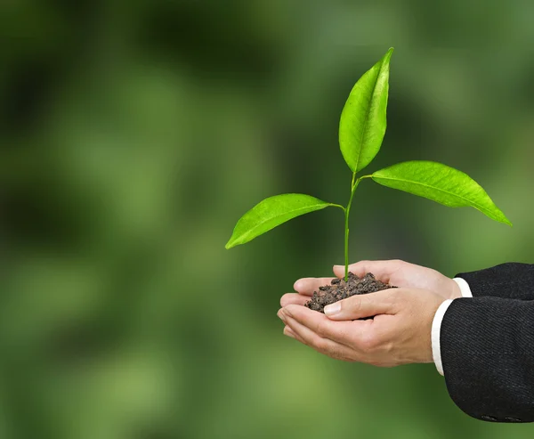 Sapling in hands — Stock Photo, Image