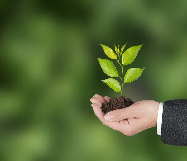 Sapling in hands — Stock Photo, Image