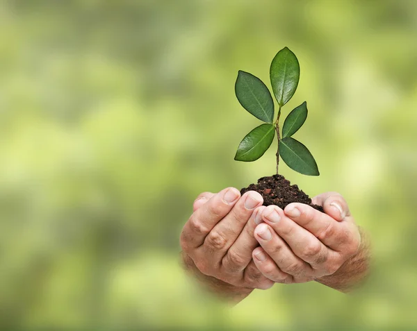 Sapling in hands — Stock Photo, Image