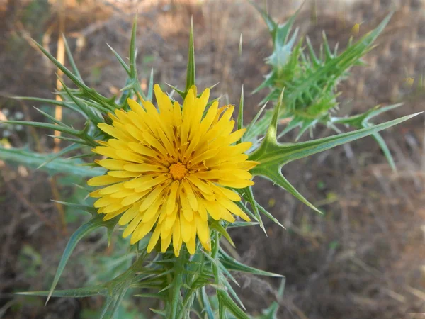 Sluiten van de bloem — Stockfoto