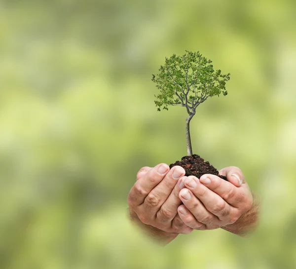 Árbol en las manos — Foto de Stock