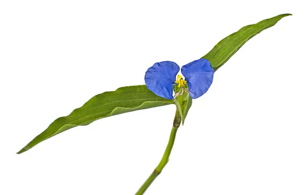 Nahaufnahme der Blume — Stockfoto