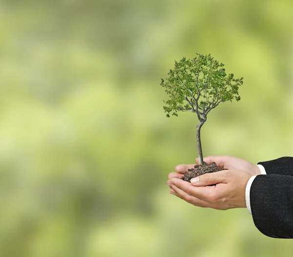 Tree in hands — Stock Photo, Image