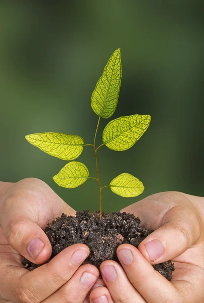 Sapling in hands — Stock Photo, Image