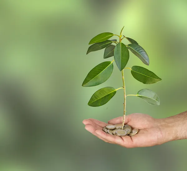 Negocio verde — Foto de Stock