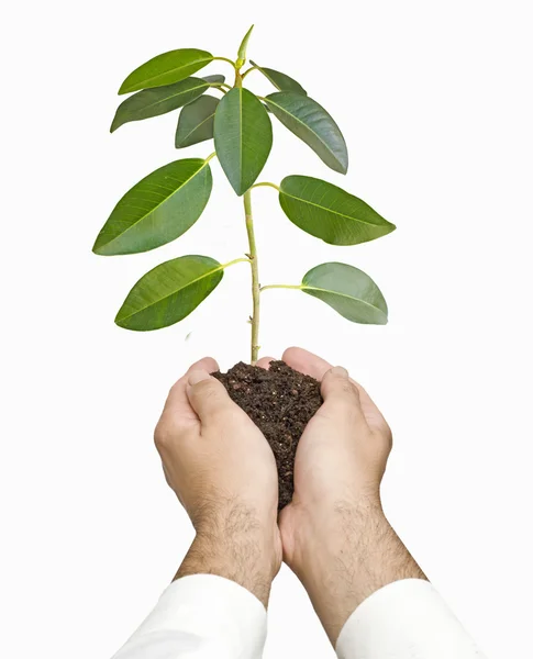 Sapling in hands — Stock Photo, Image