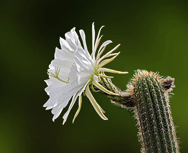 Cacto florido — Fotografia de Stock