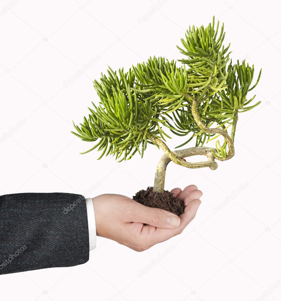 Plant in hands