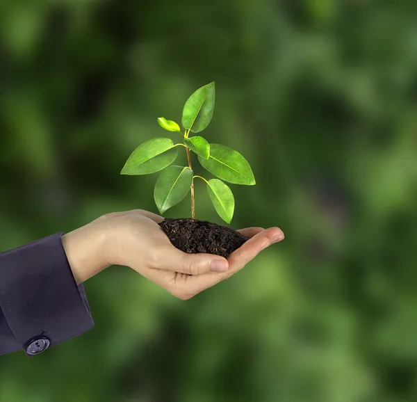 Sapling in hands — Stock Photo, Image