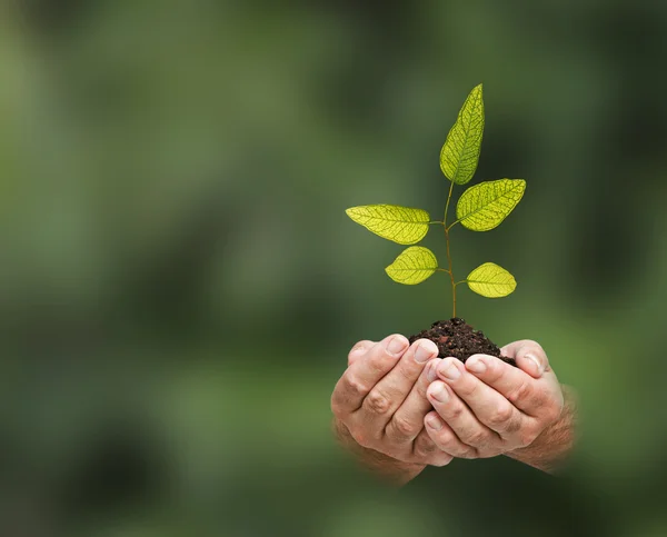 Sapling in hands — Stock Photo, Image