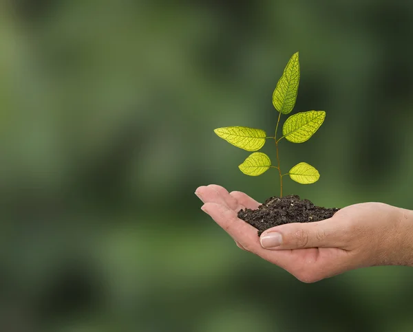 Sapling in hands — Stock Photo, Image