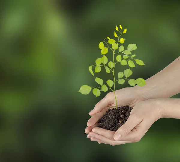 Sapling dans les mains — Photo