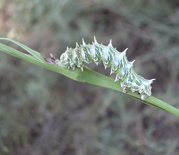 Caterpillar — Stock Photo, Image