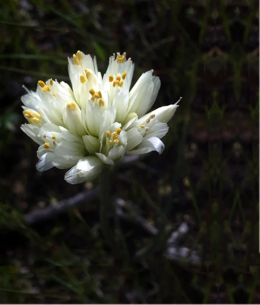 Primo piano del fiore — Foto Stock