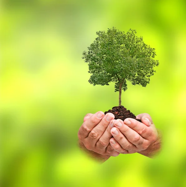 Tree in hands — Stock Photo, Image