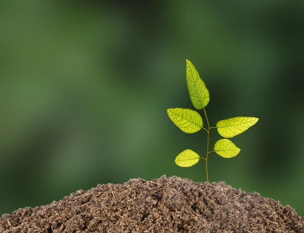 Arbustos verdes — Foto de Stock