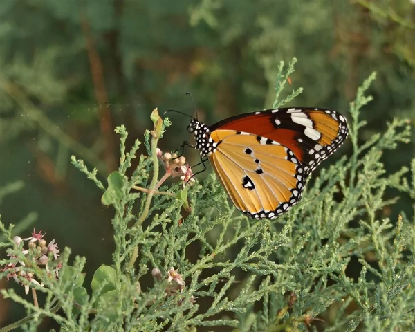Butterfly  on bush — Stock Photo, Image