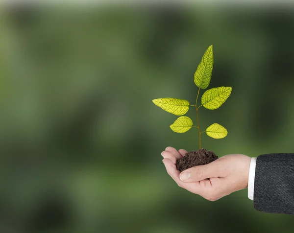 Sapling in hand — Stock Photo, Image