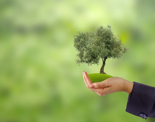 Olive tree in hands — Stock Photo, Image