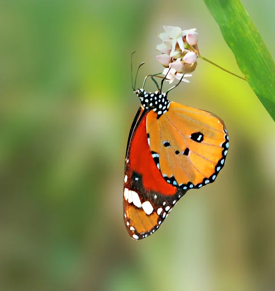 Mariposa sobre flor verde — Foto de Stock