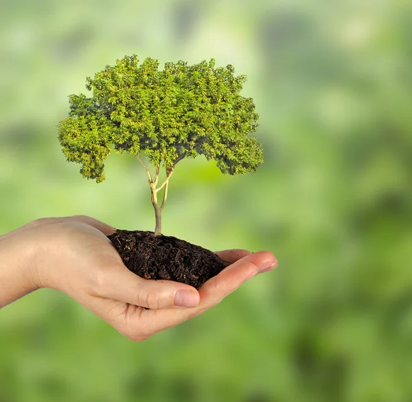 Baum in der Hand — Stockfoto