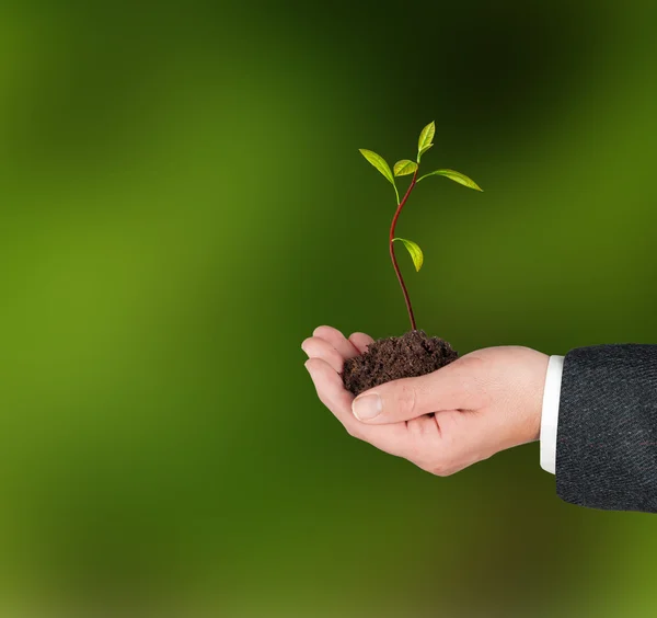 Avocado sapling in hands as a gift of agriculture — Stok fotoğraf