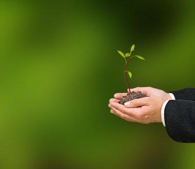 avocado sapling in hands as a gift of agriculture