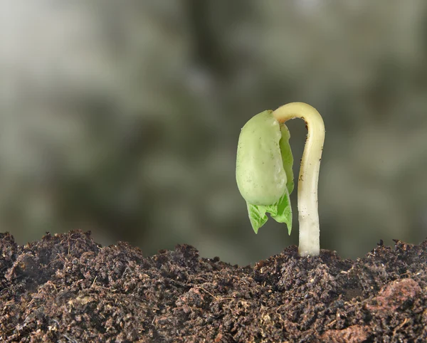 Bean seedling — Stock Photo, Image