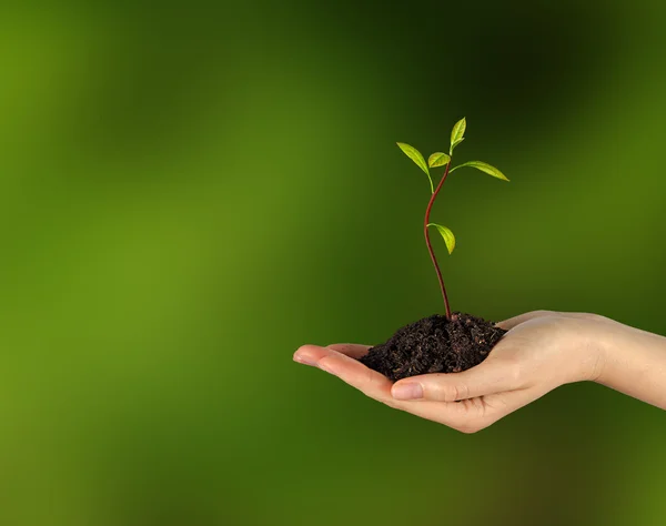 Avokado planta i handen som en gåva av jordbruk — Stockfoto