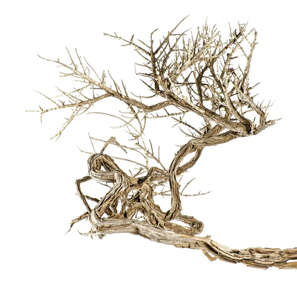 Dry branch — Stock Photo, Image