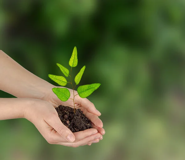 Planta i händer — Stockfoto