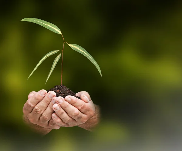 Sapling in hands — Stock Photo, Image