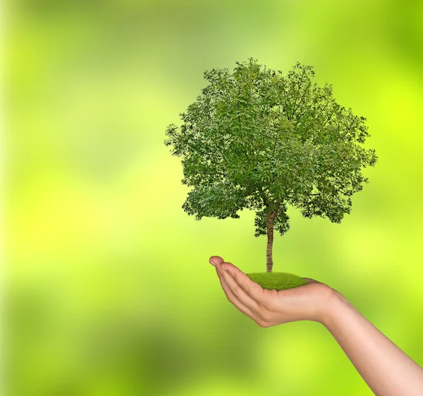 Tree in hand — Stock Photo, Image