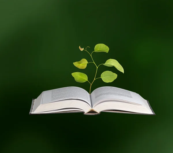 Sapling growing from book — Stock Photo, Image