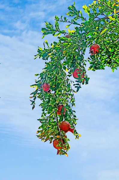 Nahaufnahme Von Reifen Granatäpfeln Zweig — Stockfoto